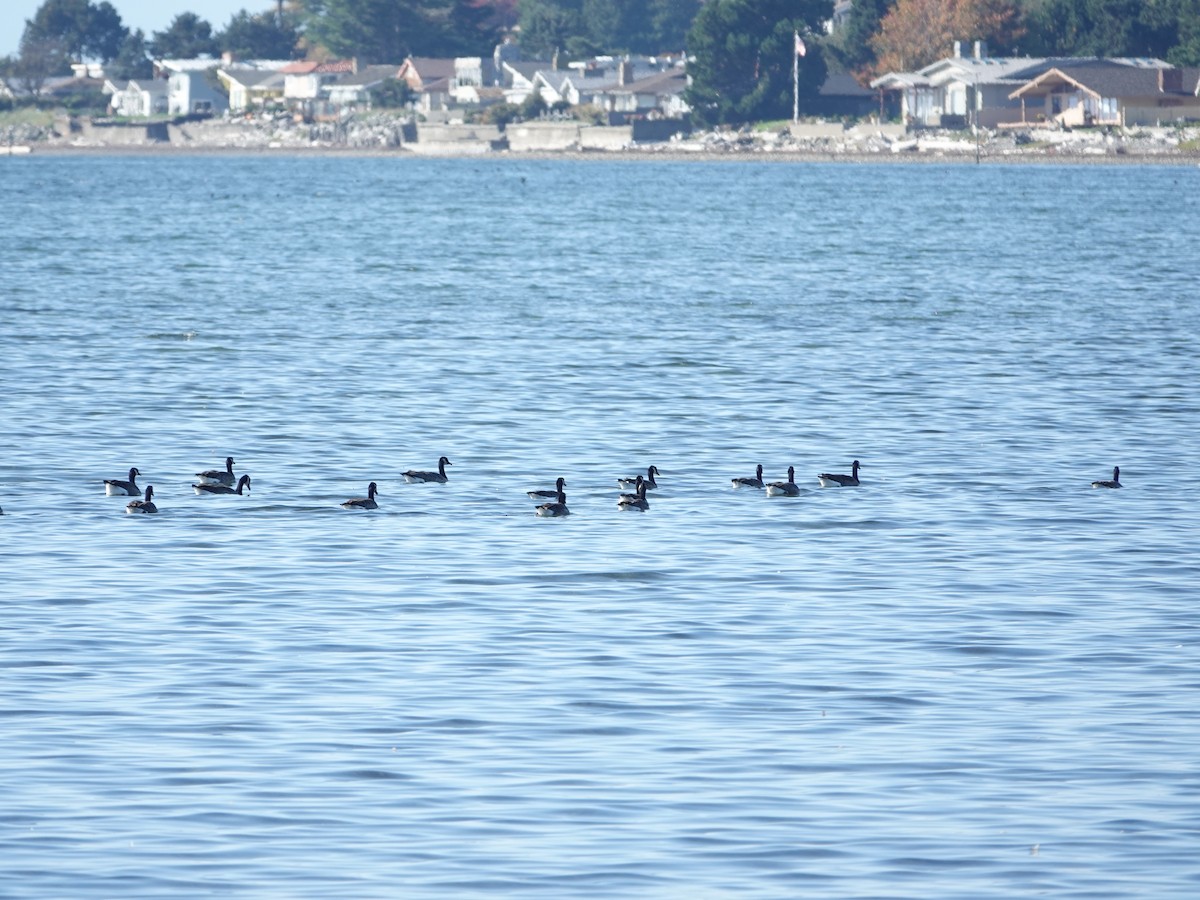 Canada Goose - ML625043839