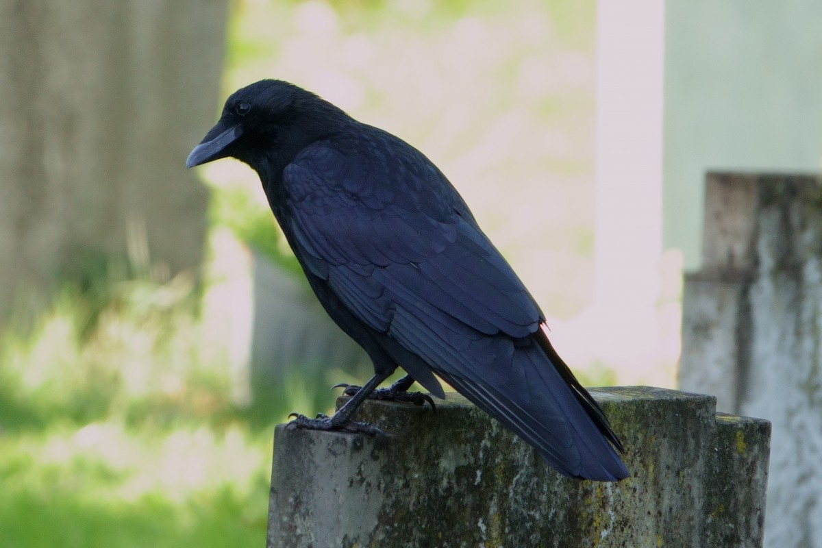 Carrion Crow - ML625043844