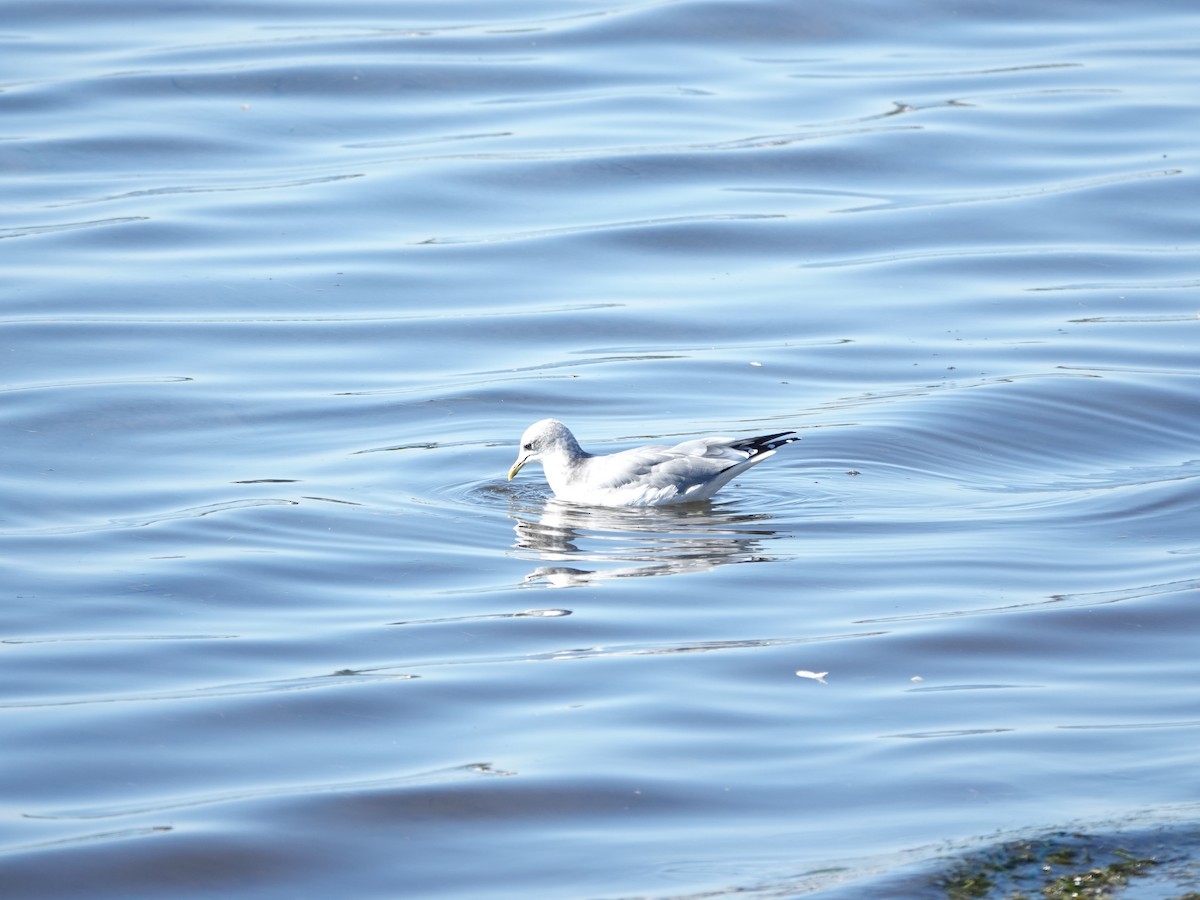 Ring-billed Gull - ML625043848