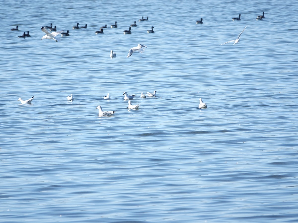 Ring-billed Gull - ML625043849