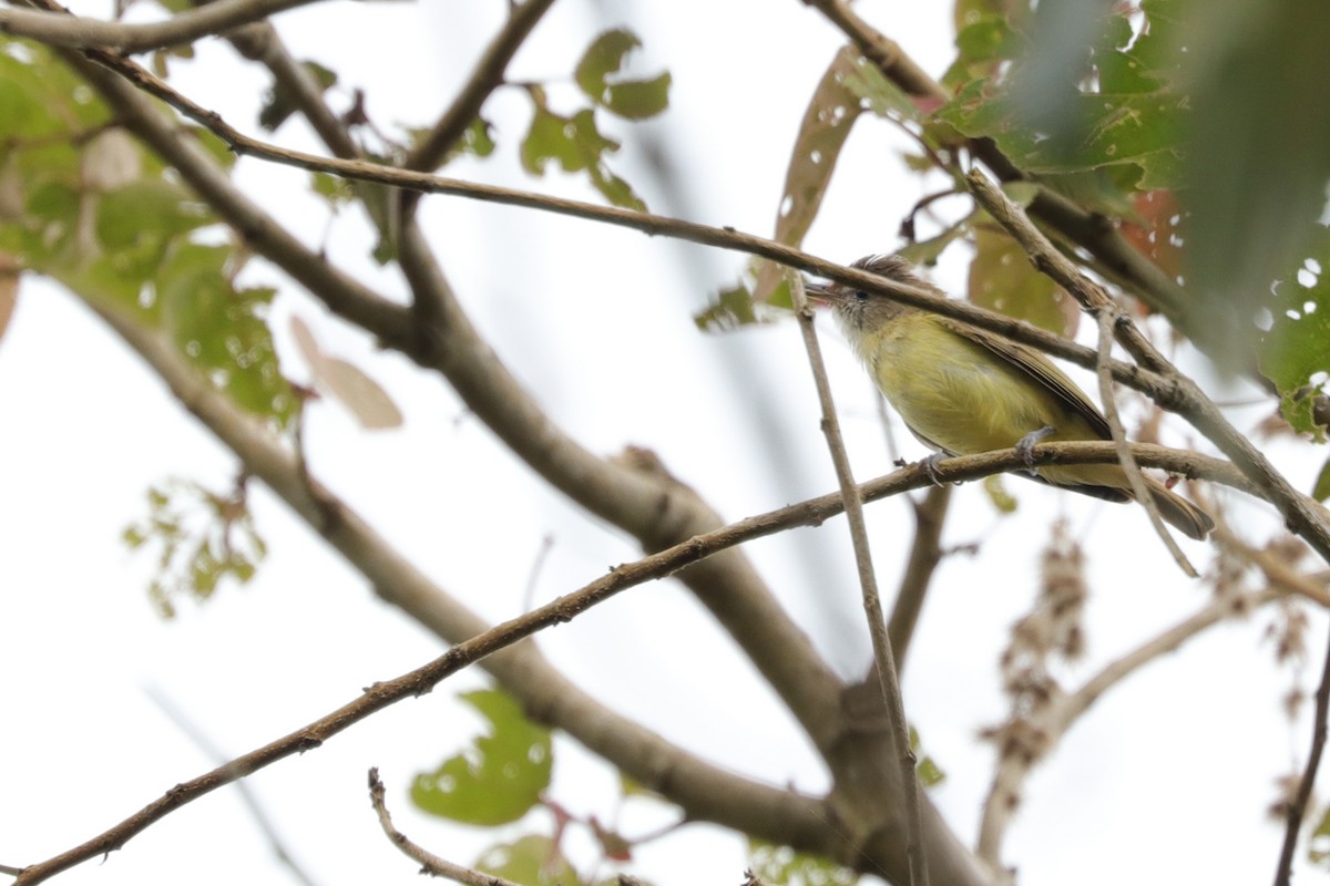 Brown-capped Vireo - ML625043981