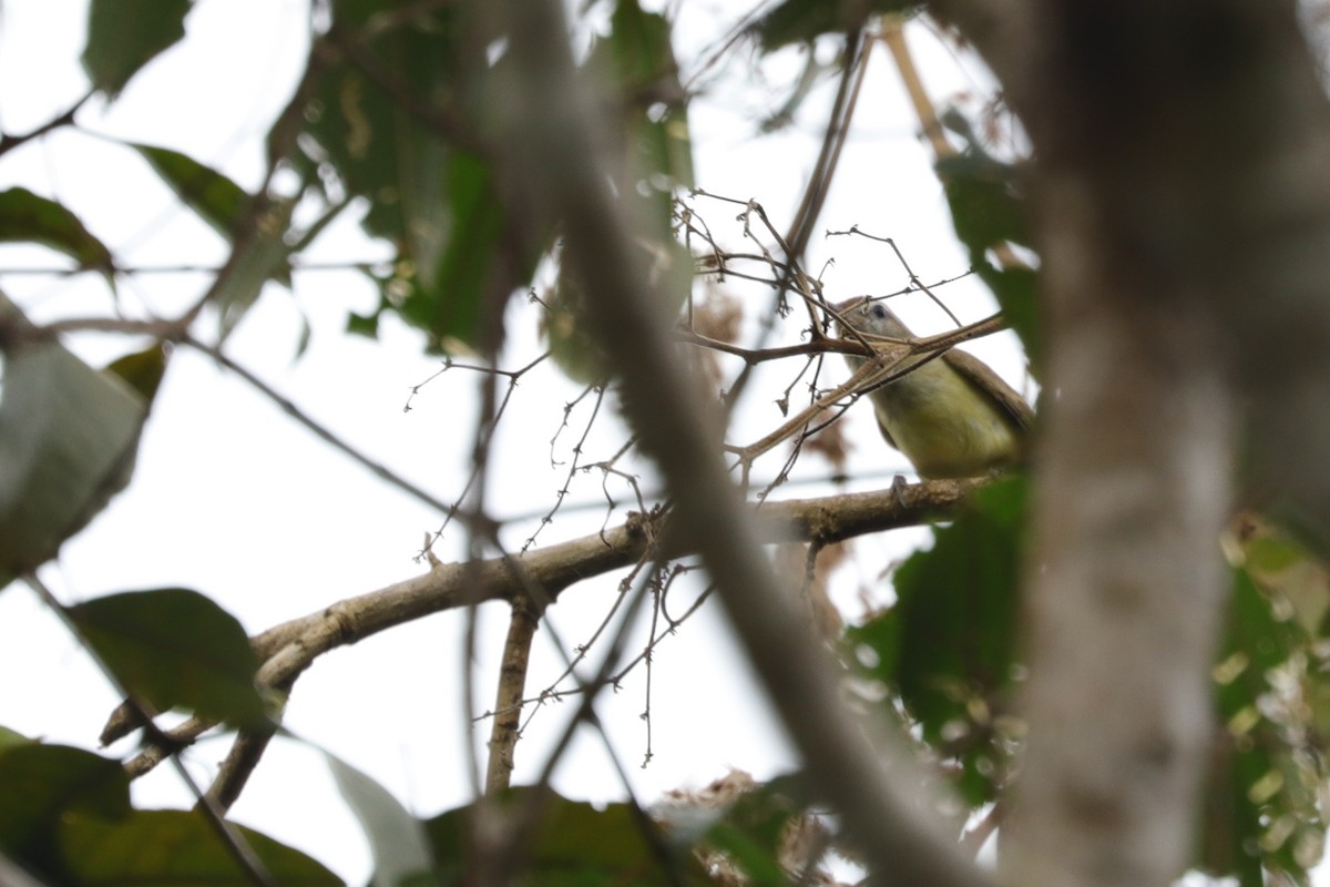 Brown-capped Vireo - ML625044004