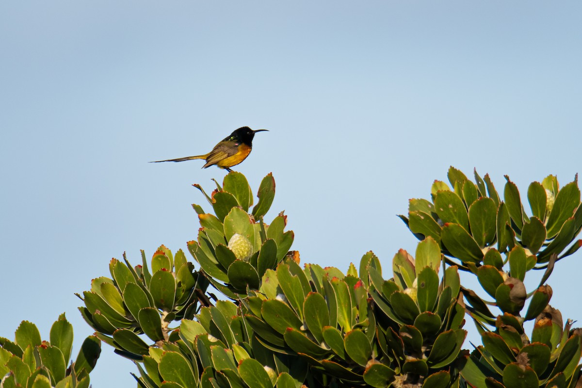 Orange-breasted Sunbird - ML625044126
