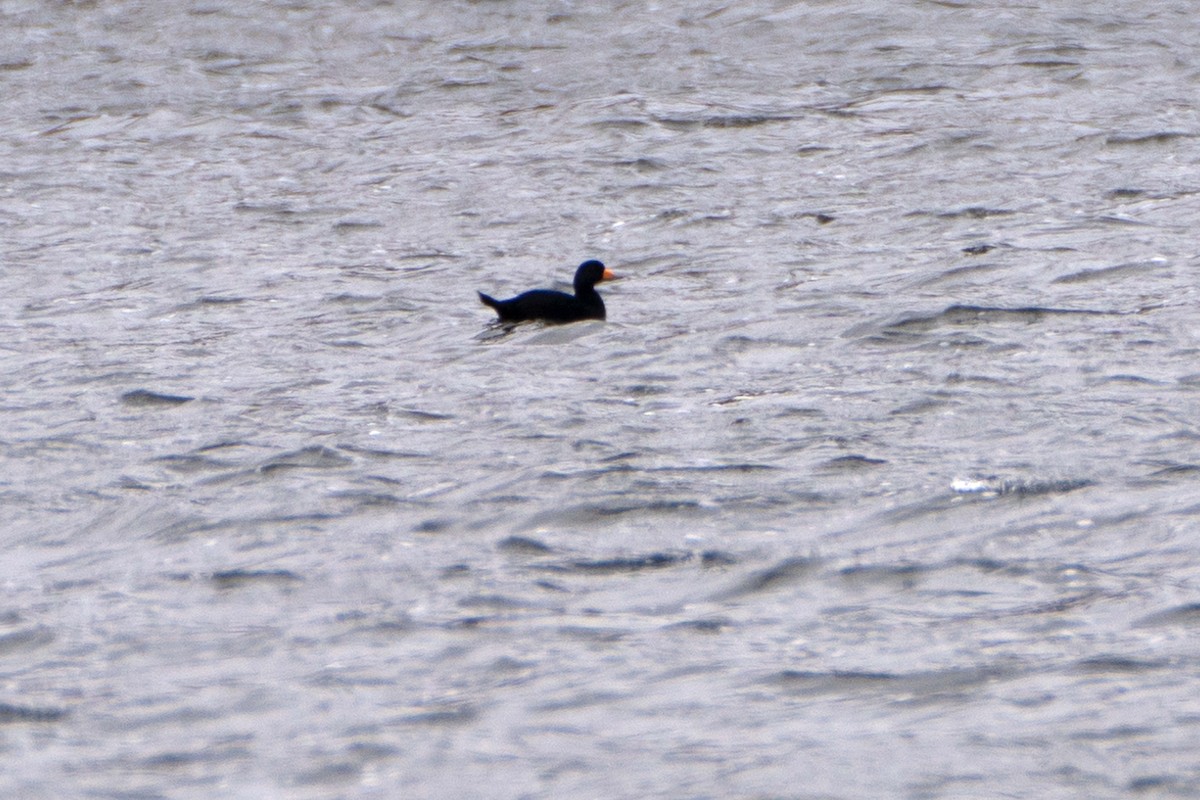 Black Scoter - ML625044177