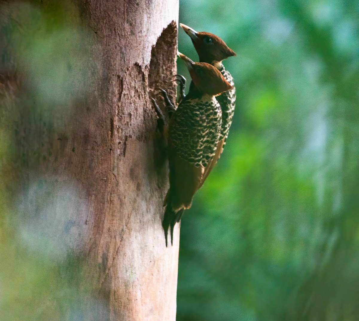 Rufous-headed Woodpecker - ML625044185