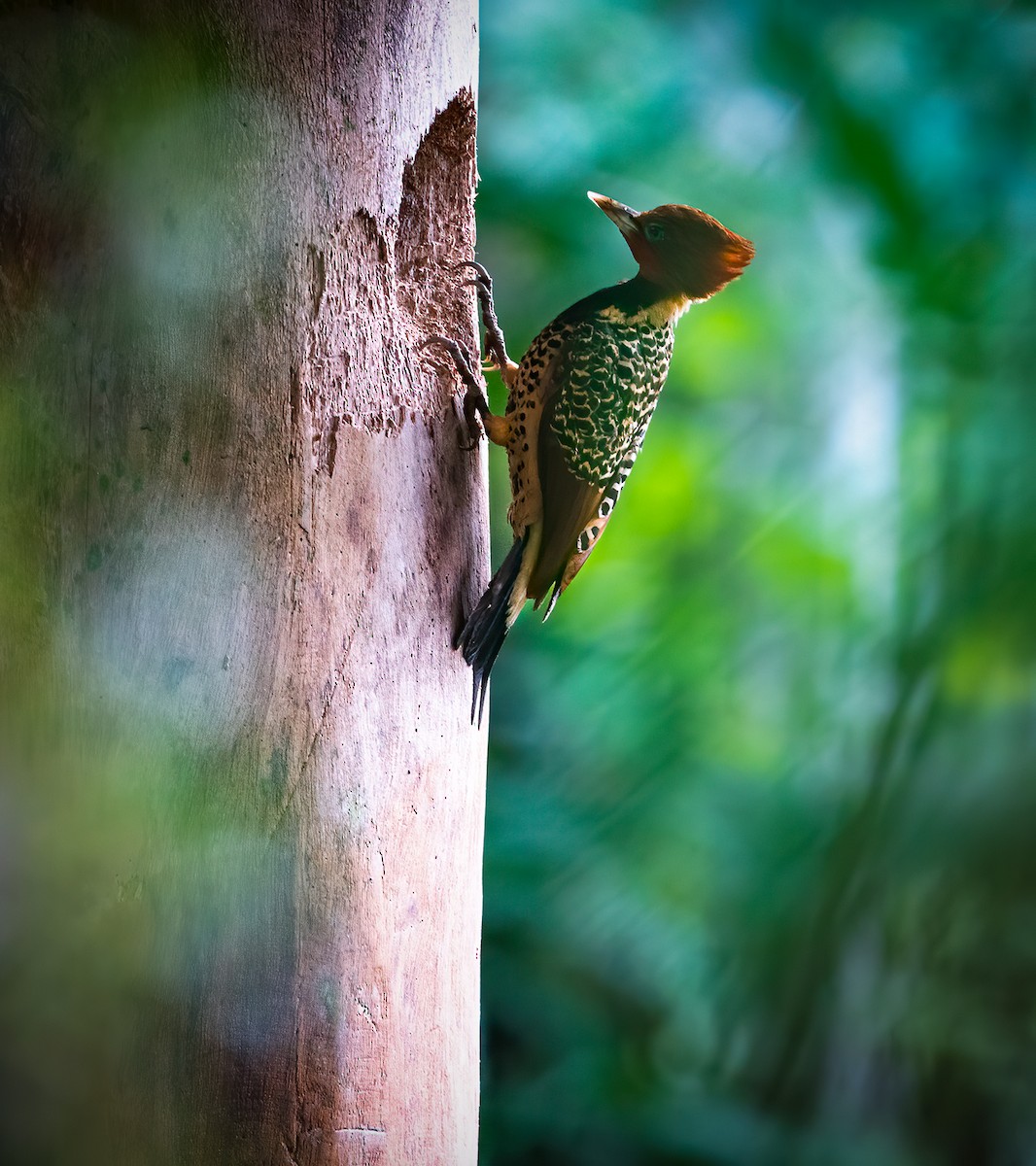 Rufous-headed Woodpecker - ML625044186