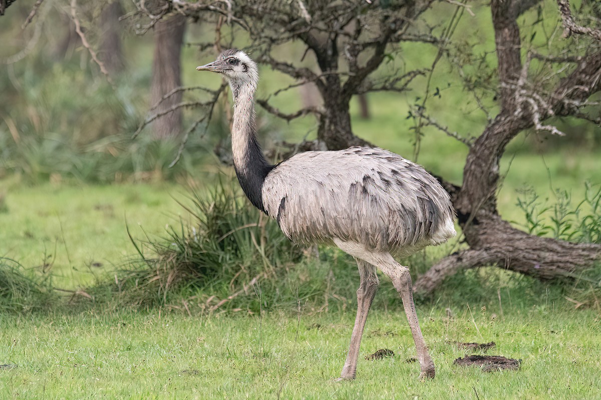 Greater Rhea - ML625044322