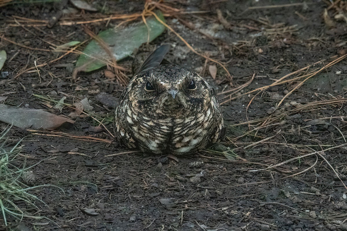 Scissor-tailed Nightjar - ML625044444