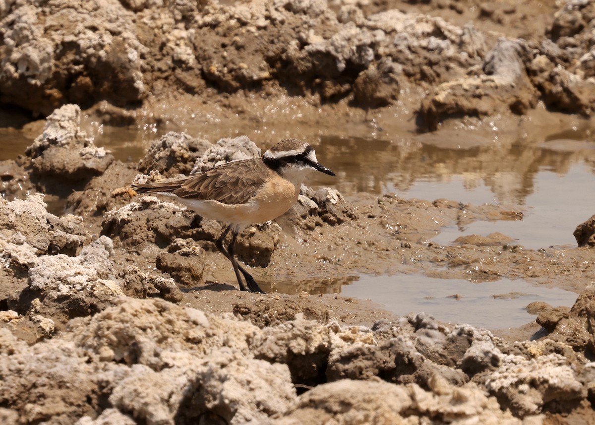 Kittlitz's Plover - ML625044451