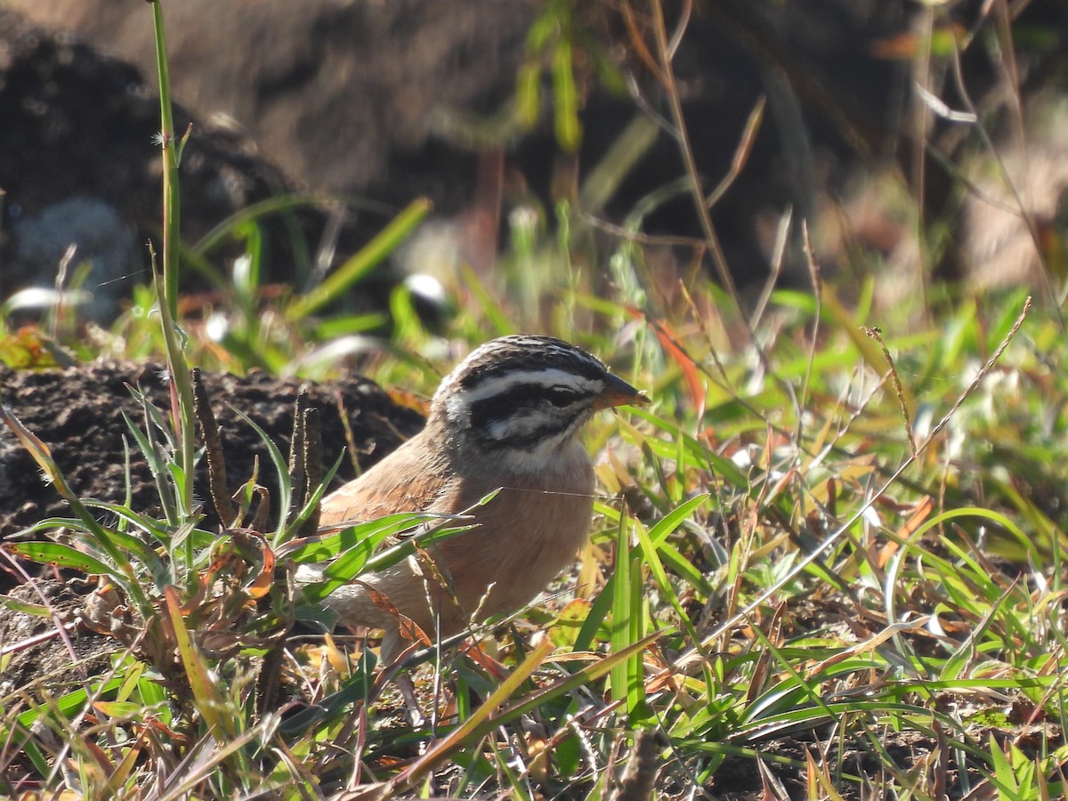 Socotra Bunting - ML625044453