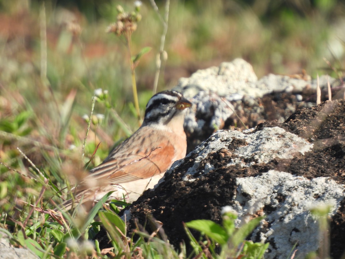 Socotra Bunting - ML625044454