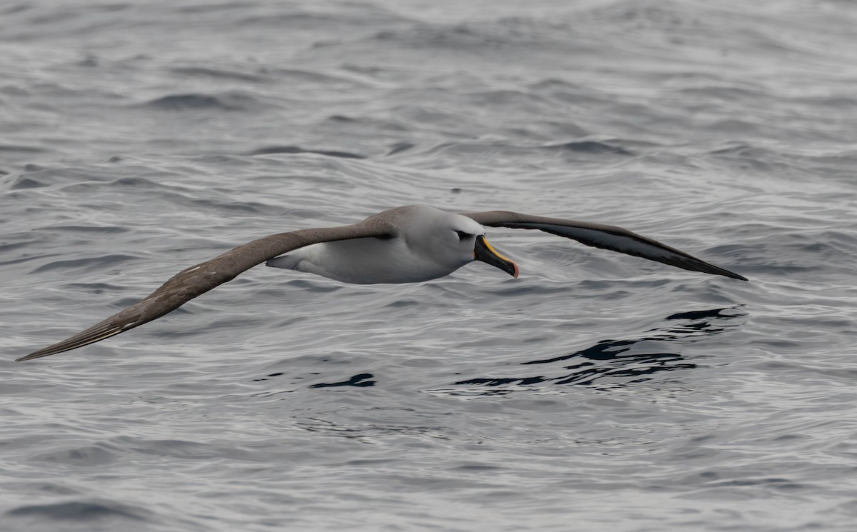 Albatros sudurrori atlantikoa - ML625044462