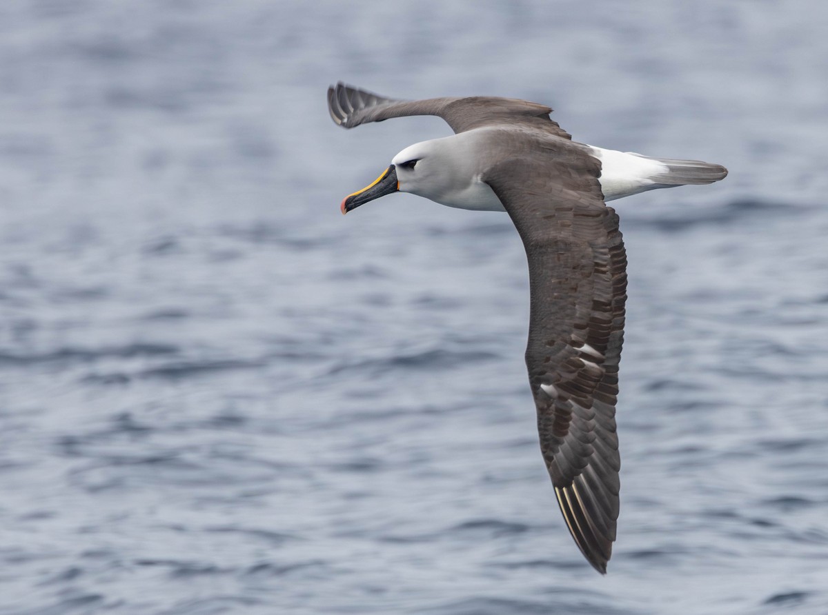 Albatros Picofino Atlántico - ML625044463