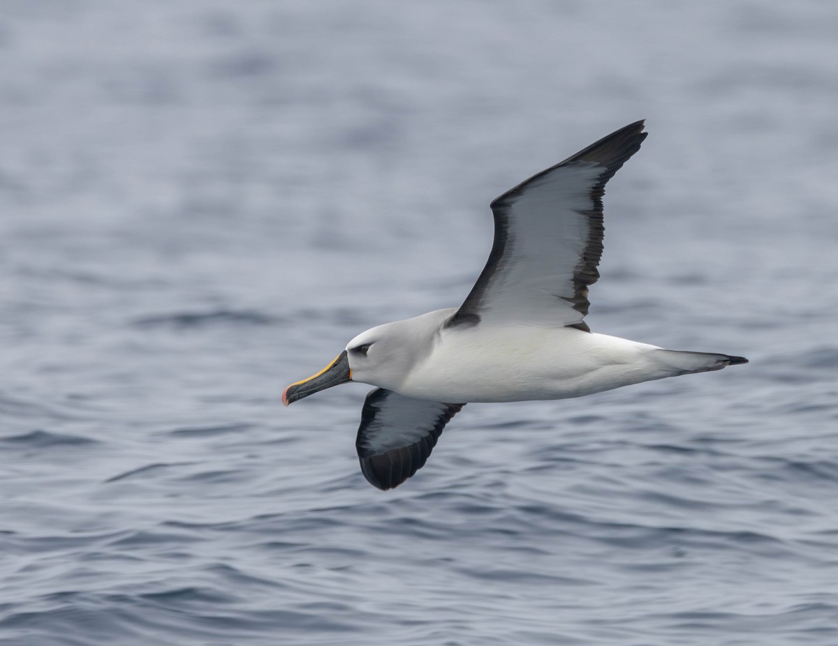 Atlantic Yellow-nosed Albatross - ML625044464