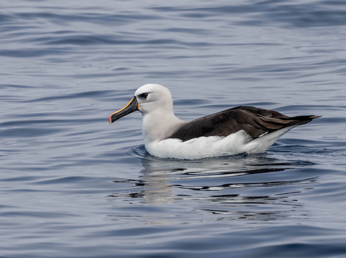 Gelbnasenalbatros - ML625044465