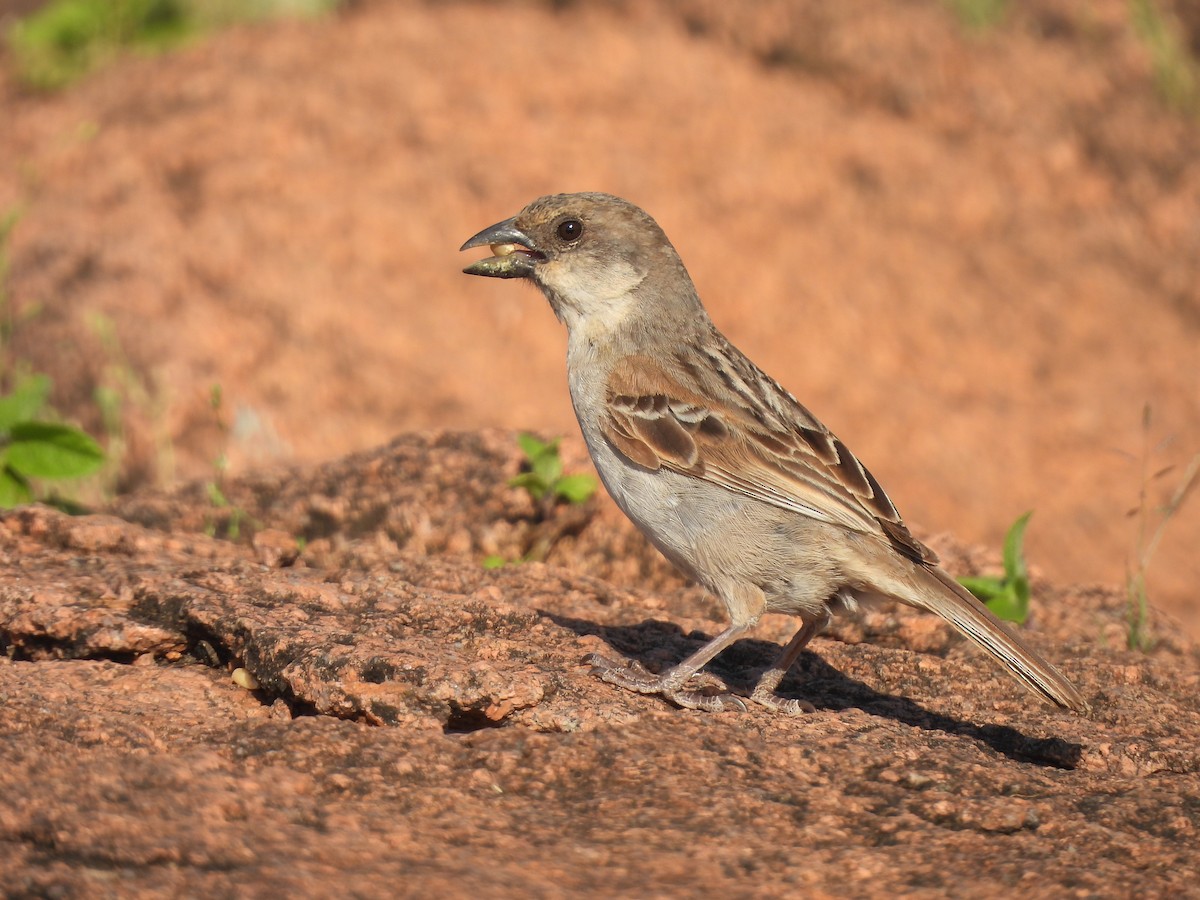 Socotra Sparrow - ML625044485