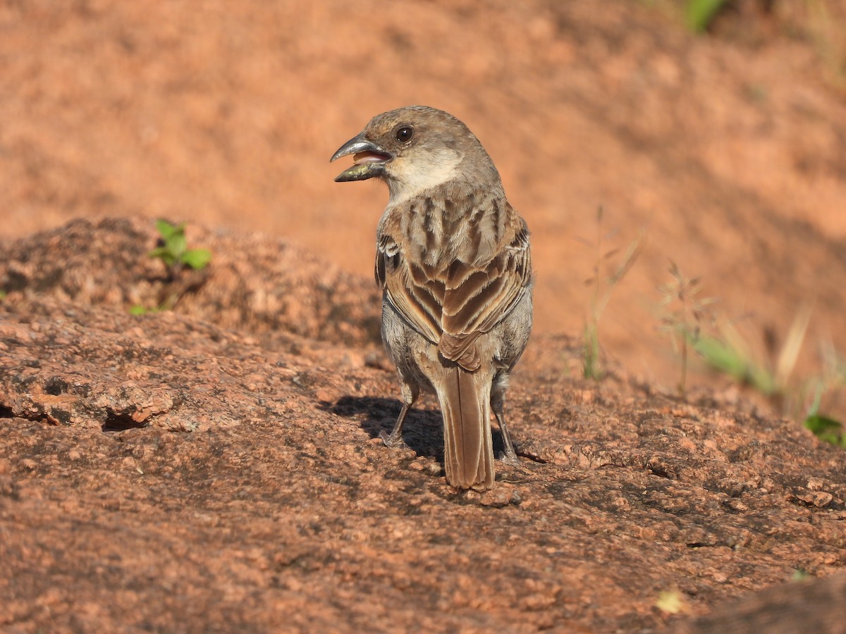 Socotra Sparrow - ML625044486