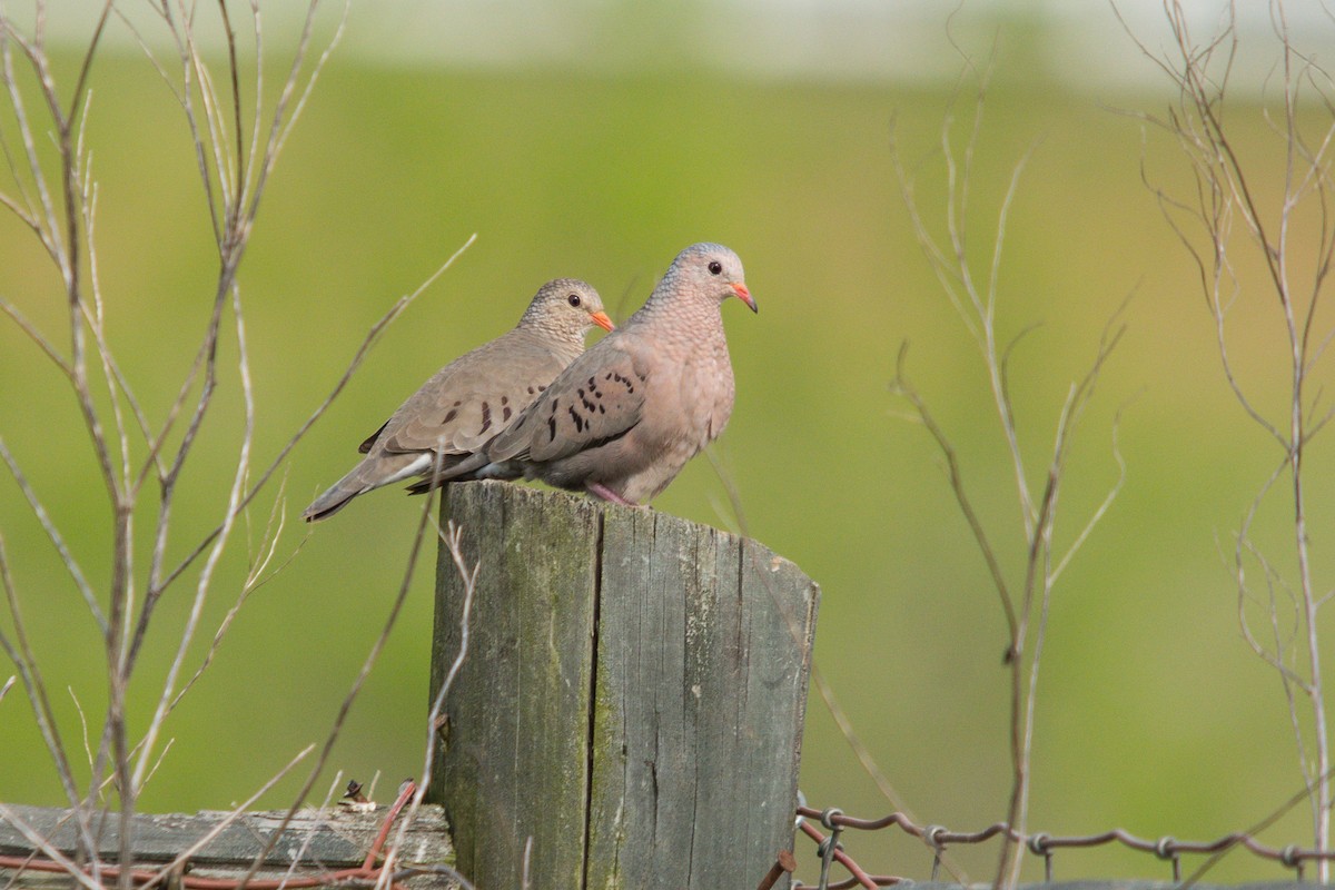 Common Ground Dove - ML625044487
