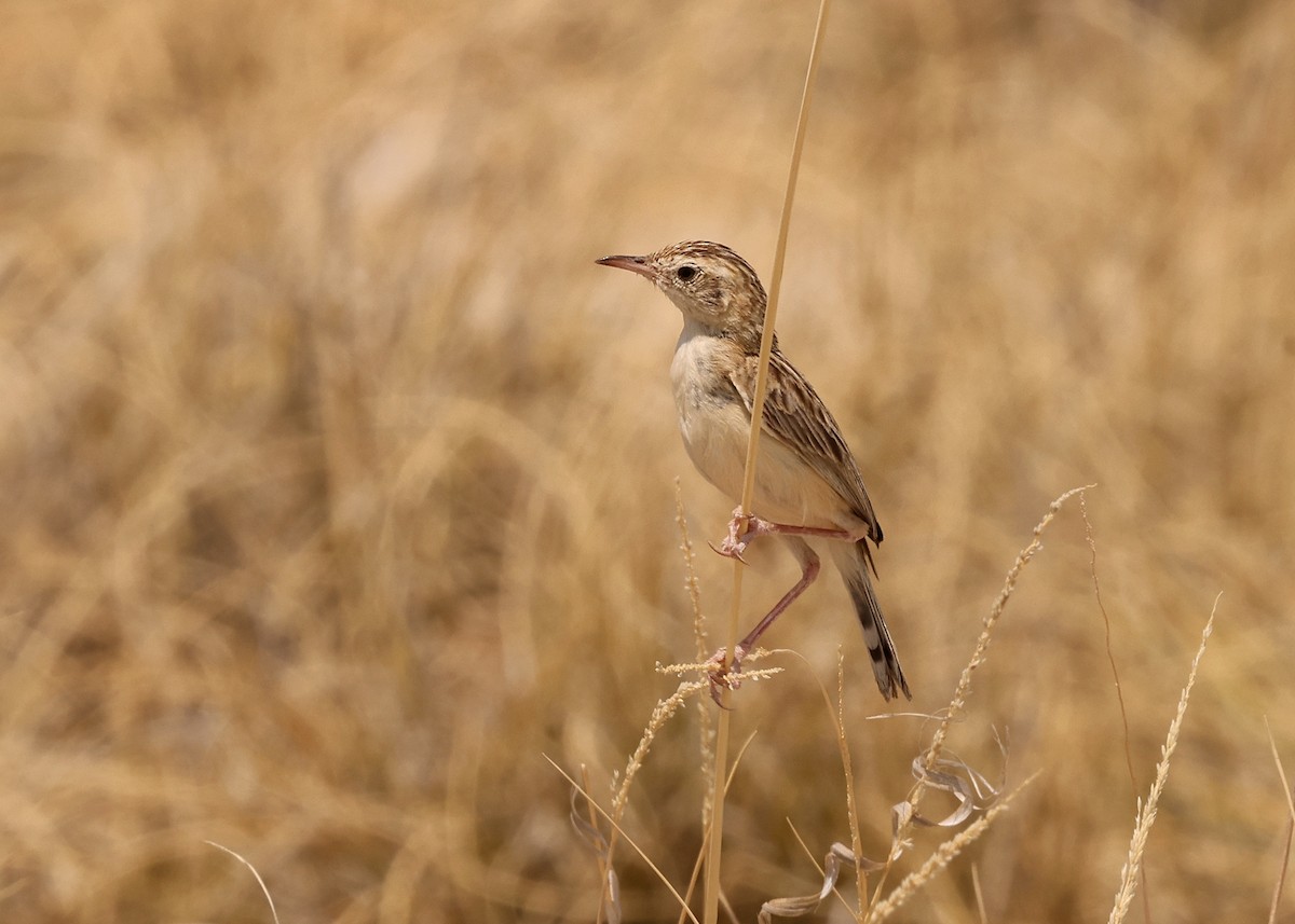 Desert Cisticola - ML625044528