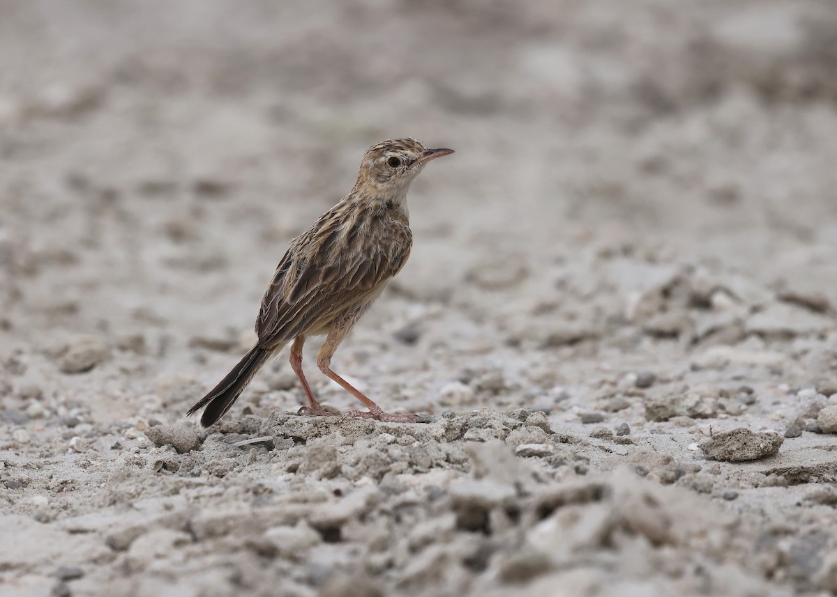 Desert Cisticola - ML625044540