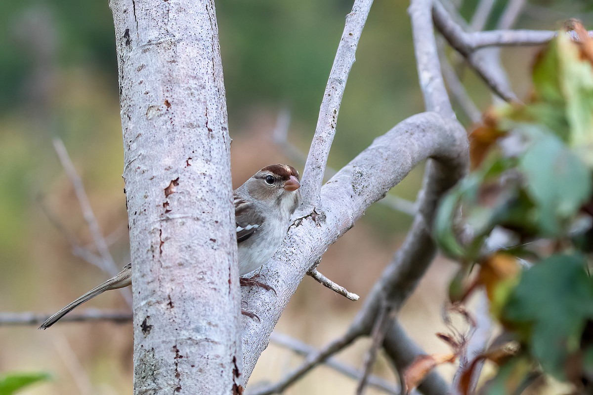 White-crowned Sparrow - ML625044554