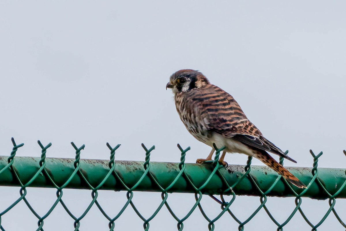 American Kestrel - ML625044584