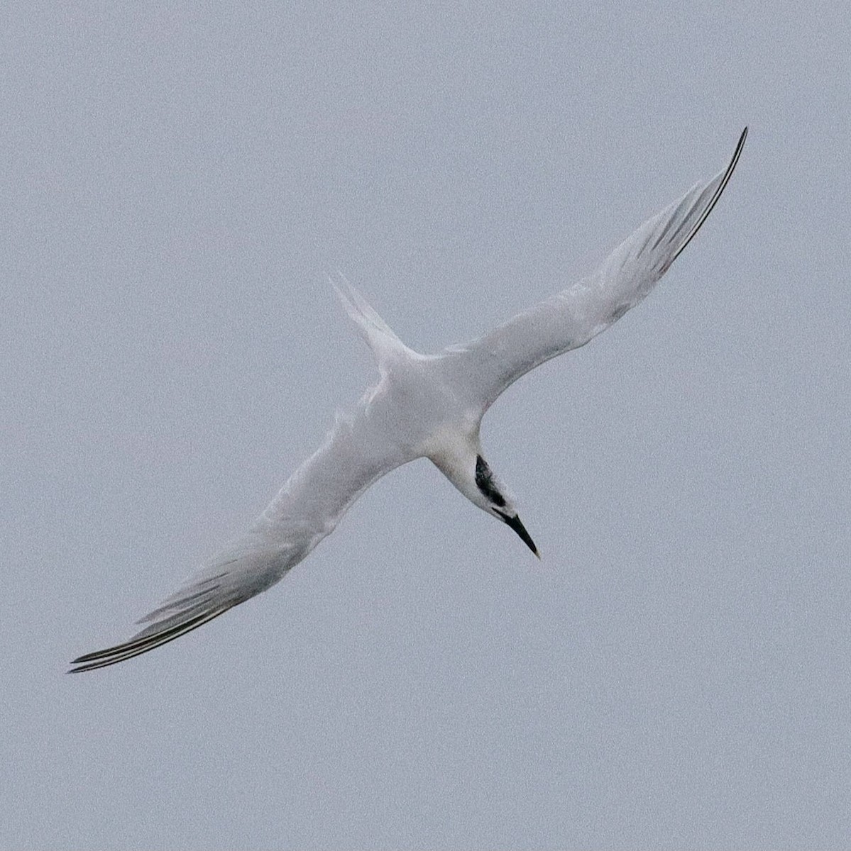 Sandwich Tern - ML625044592