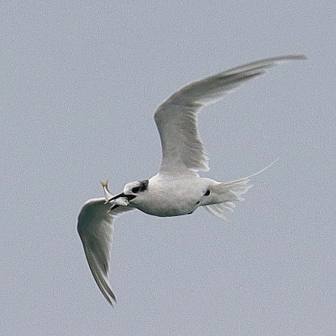 Sandwich Tern - ML625044593