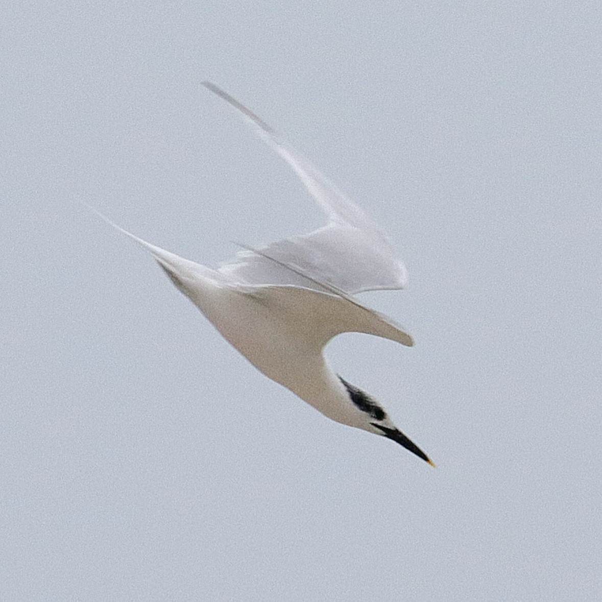 Sandwich Tern - ML625044594