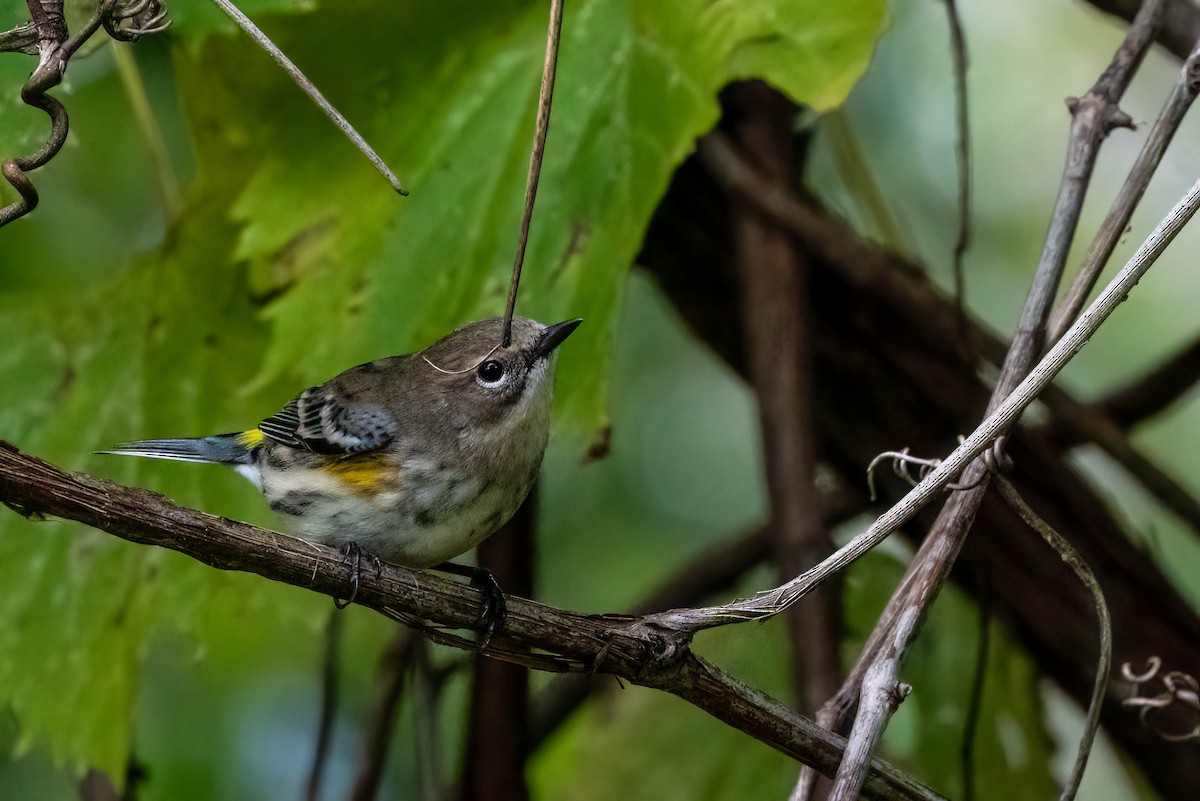 Yellow-rumped Warbler - Gustino Lanese