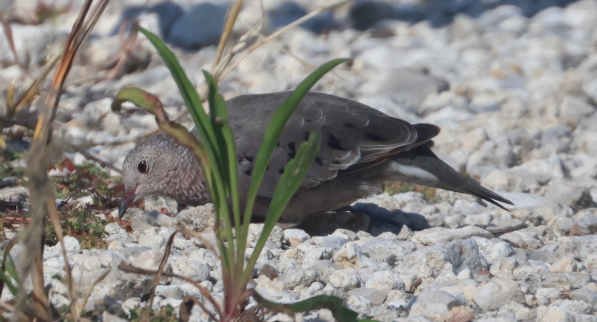 Common Ground Dove - ML625044683