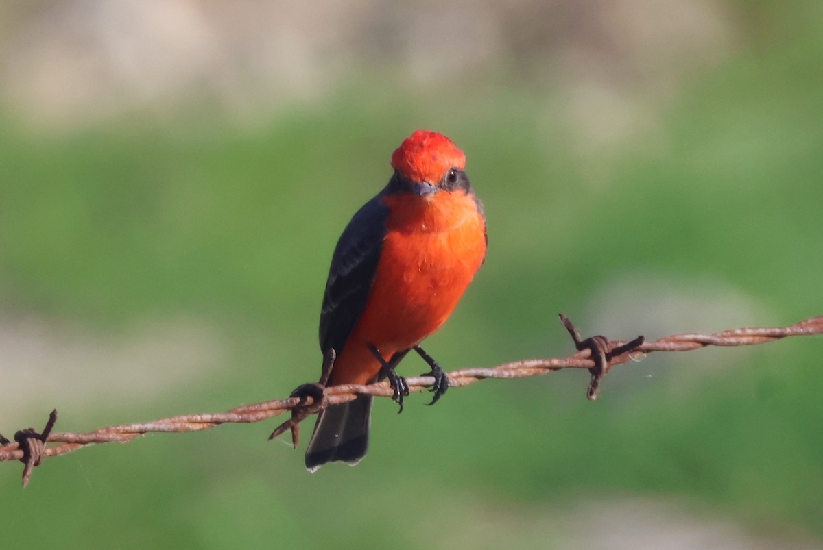 Vermilion Flycatcher - ML625044696
