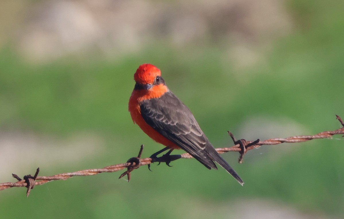 Vermilion Flycatcher - ML625044697