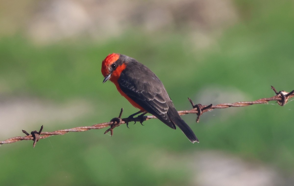 Vermilion Flycatcher - ML625044698