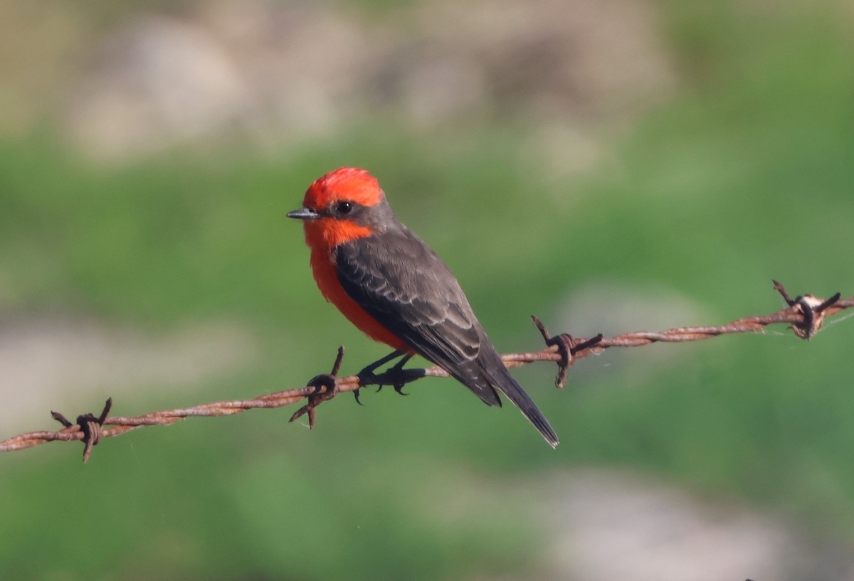 Vermilion Flycatcher - ML625044699