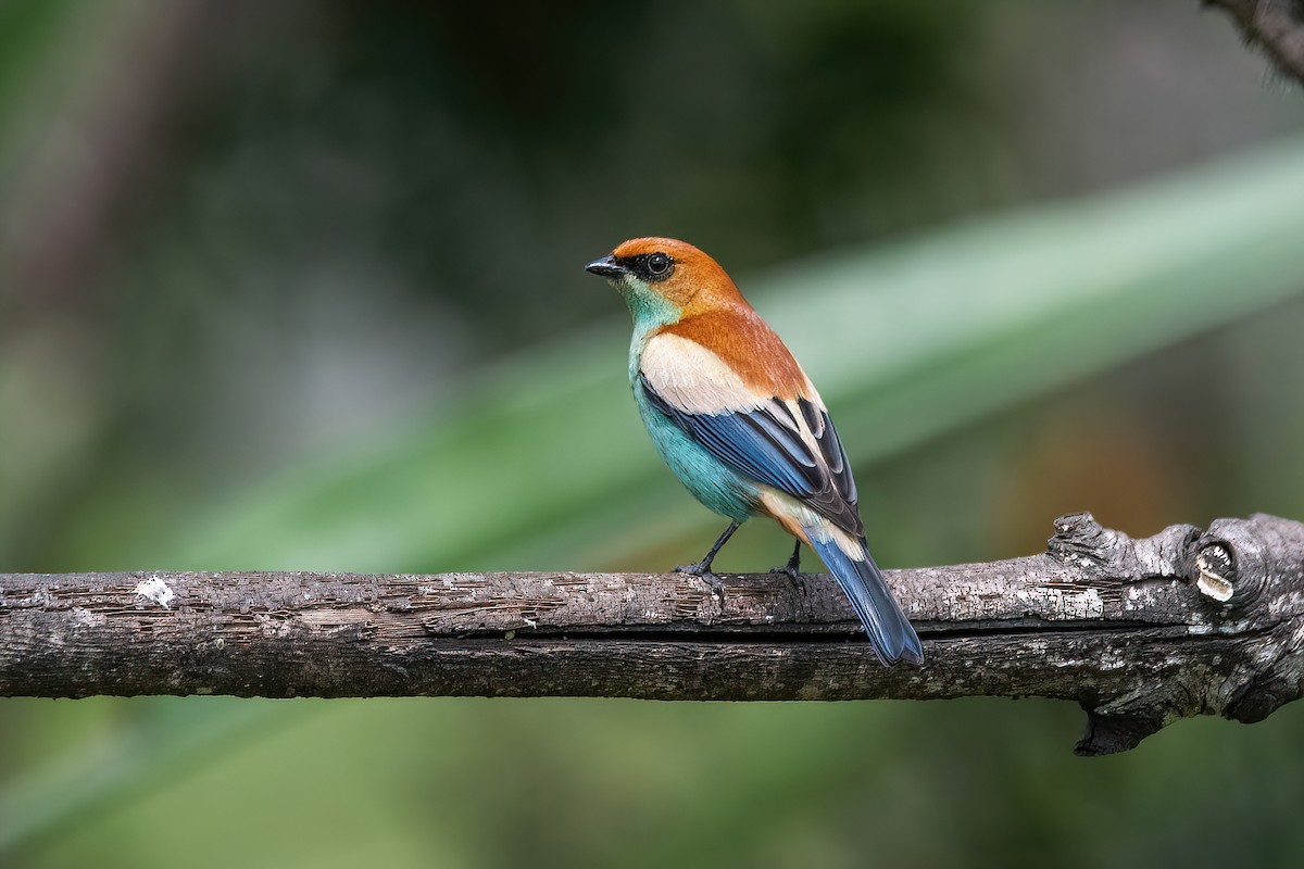 Chestnut-backed Tanager - ML625044715