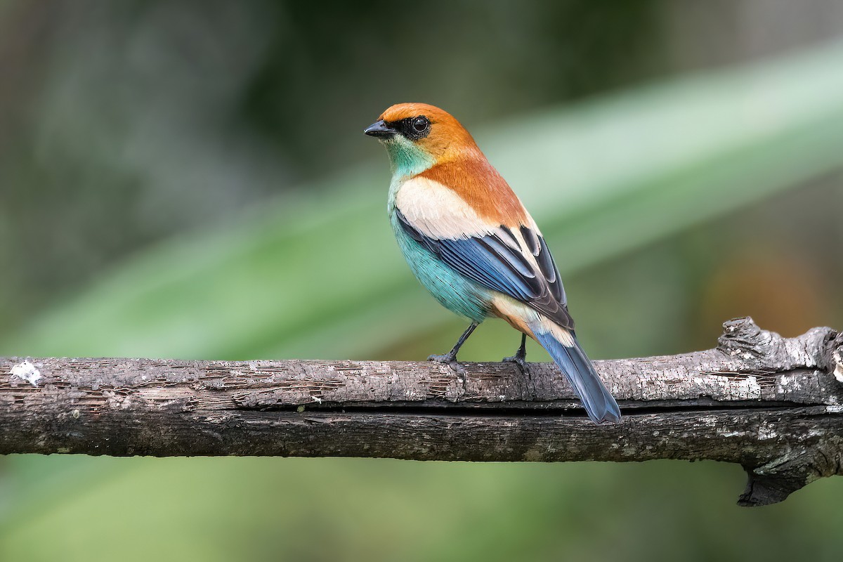 Chestnut-backed Tanager - ML625044716