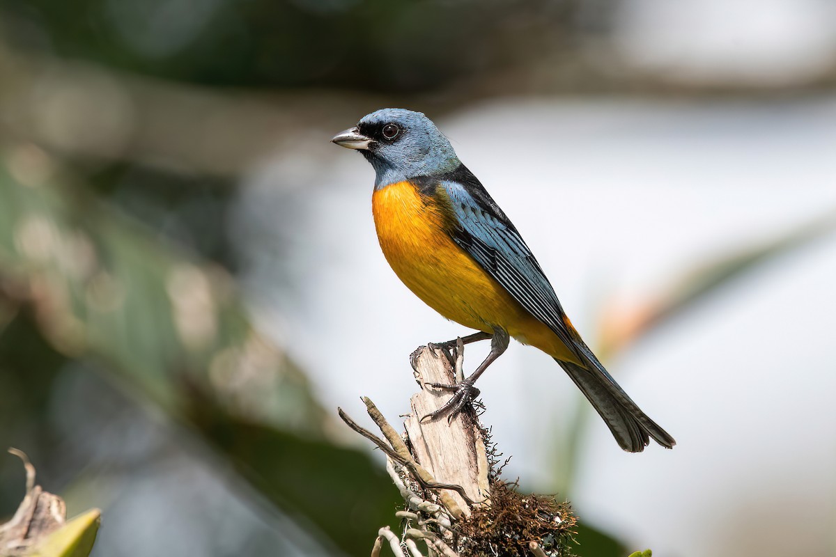 Blue-and-yellow Tanager - ML625044722