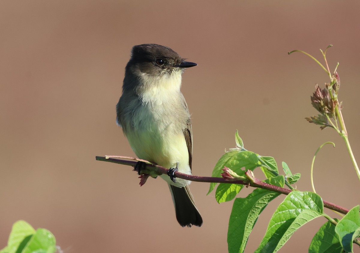 Eastern Phoebe - ML625044727