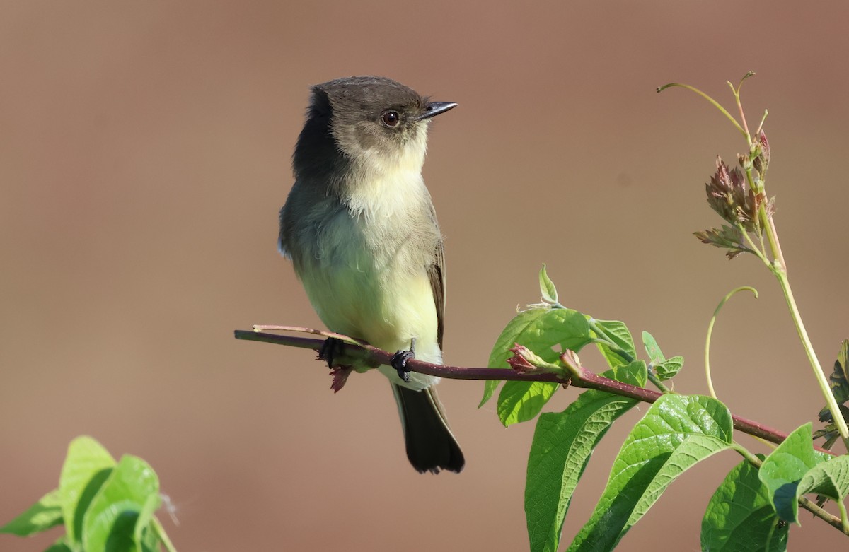 Eastern Phoebe - ML625044728