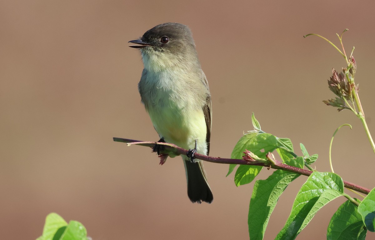 Eastern Phoebe - ML625044729