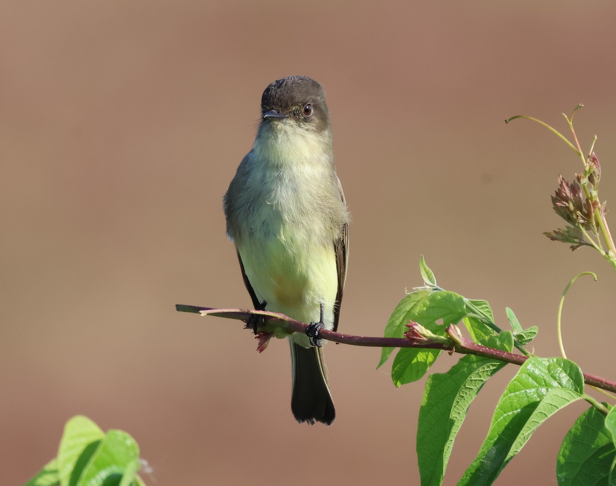 Eastern Phoebe - ML625044730
