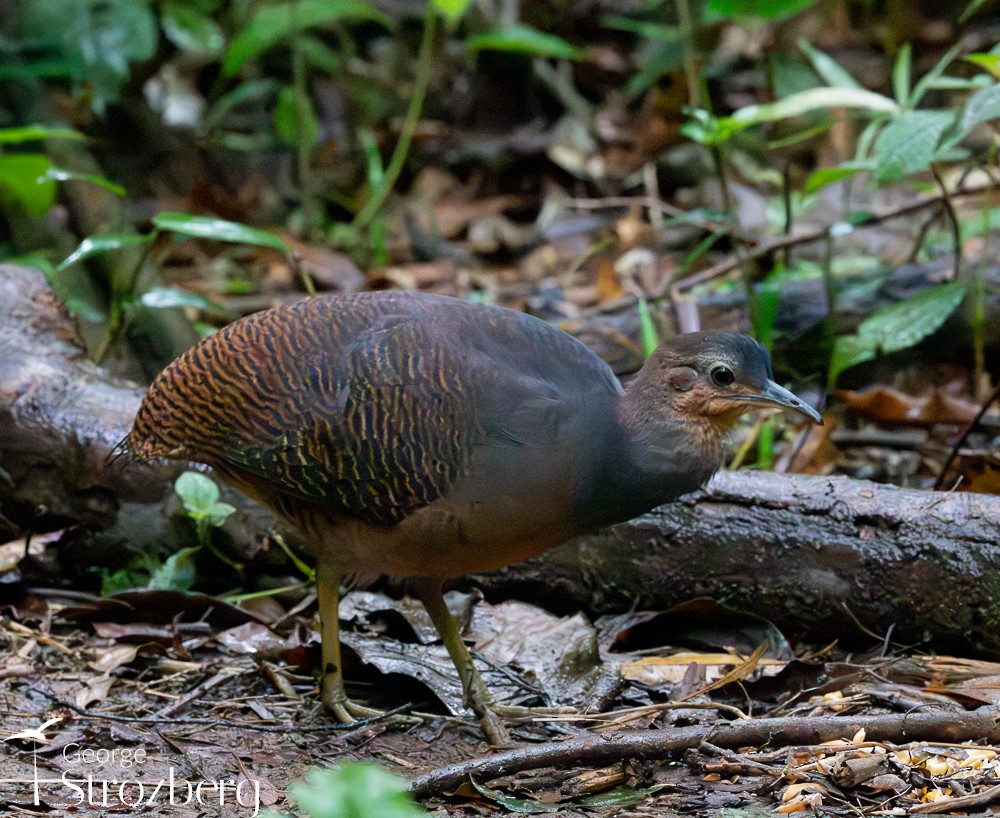 Yellow-legged Tinamou (noctivagus) - ML625044732
