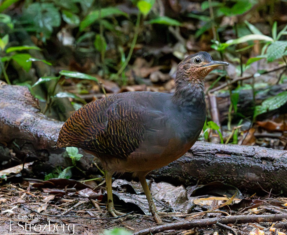 Yellow-legged Tinamou (noctivagus) - ML625044733