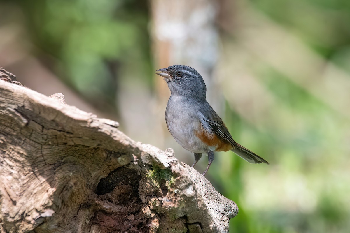 Gray-throated Warbling Finch - ML625044741