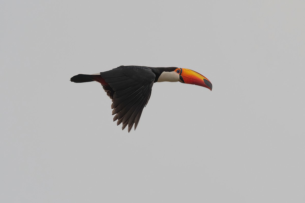 Toco Toucan - Raphael Kurz -  Aves do Sul