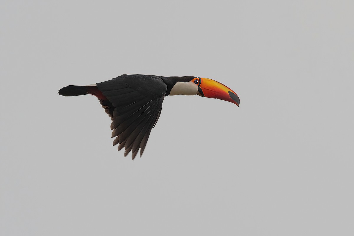 Toco Toucan - ML625044751