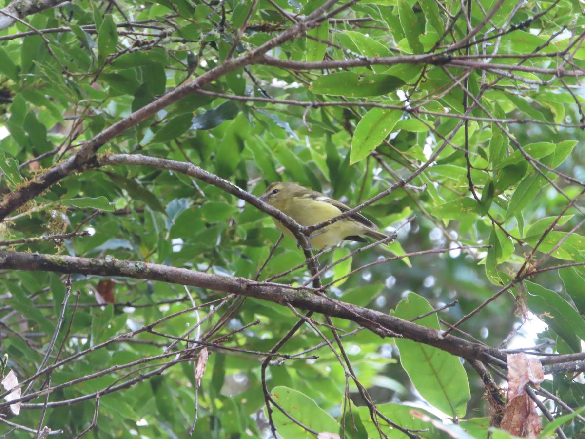 Yellow-winged Vireo - ML625044765