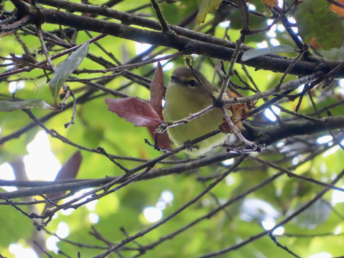 Yellow-winged Vireo - ML625044766