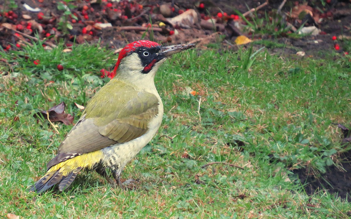 Eurasian Green Woodpecker - ML625044812